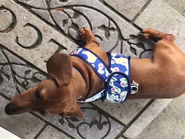 Small Dog Step-In Harness product image 4