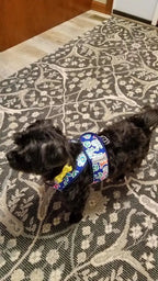 Small Dog Step-In Harness product image 5