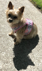 Small Dog Step-In Harness product image 7