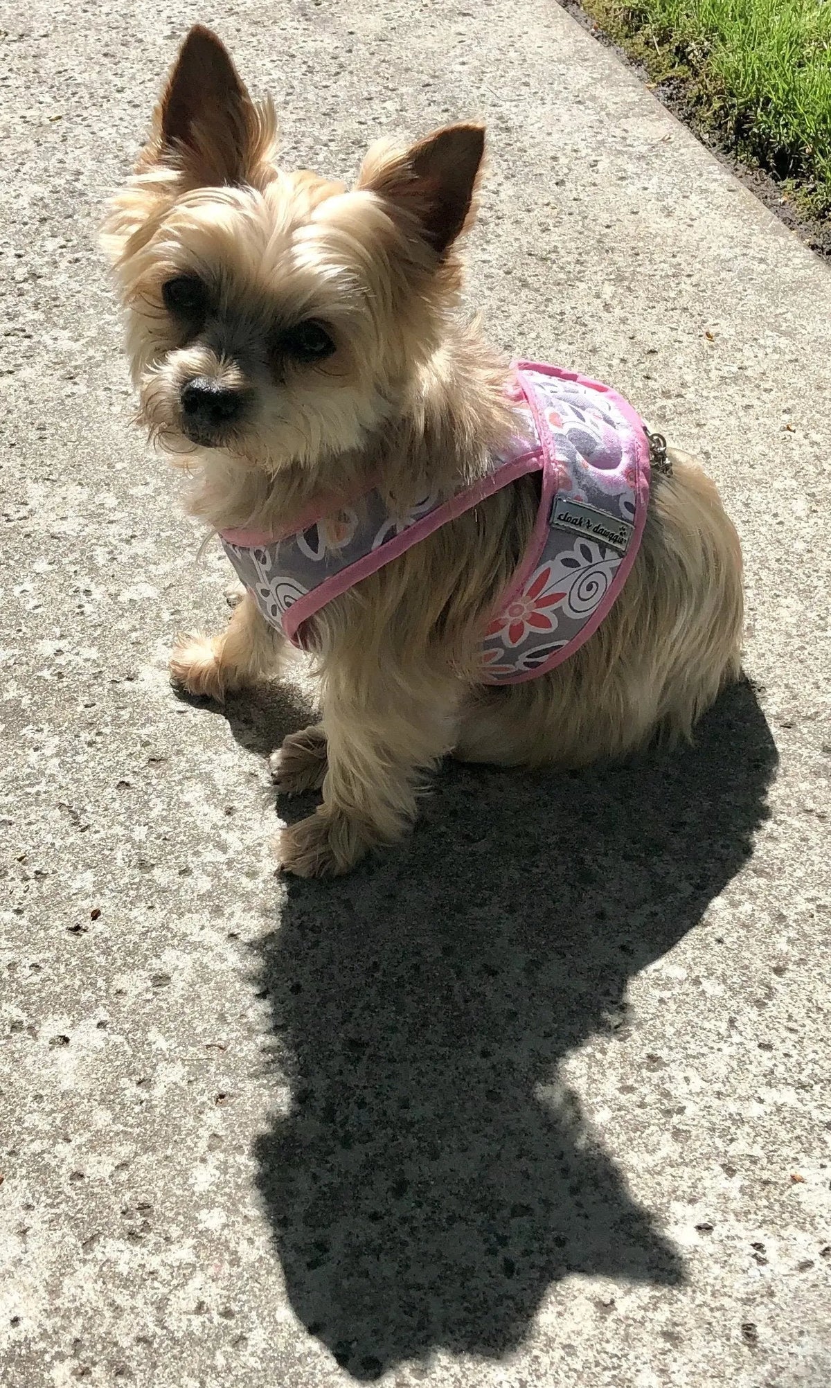 Small Dog Step-In Harness product image 7