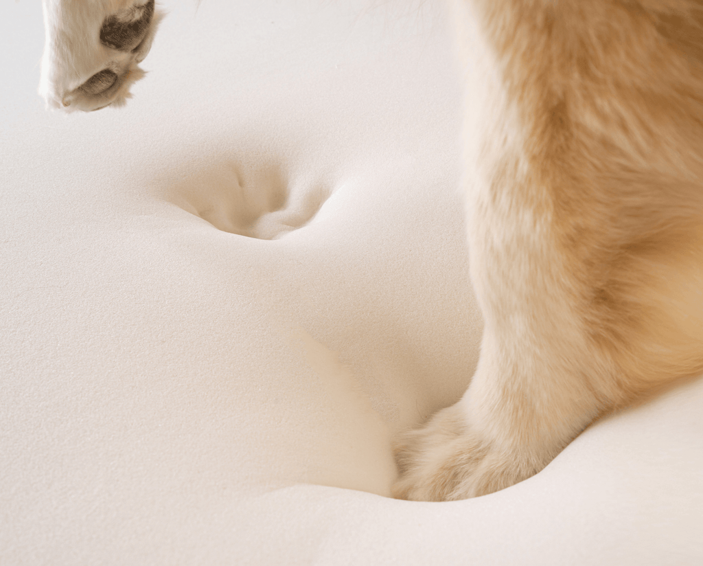 Paw on Memory Foam