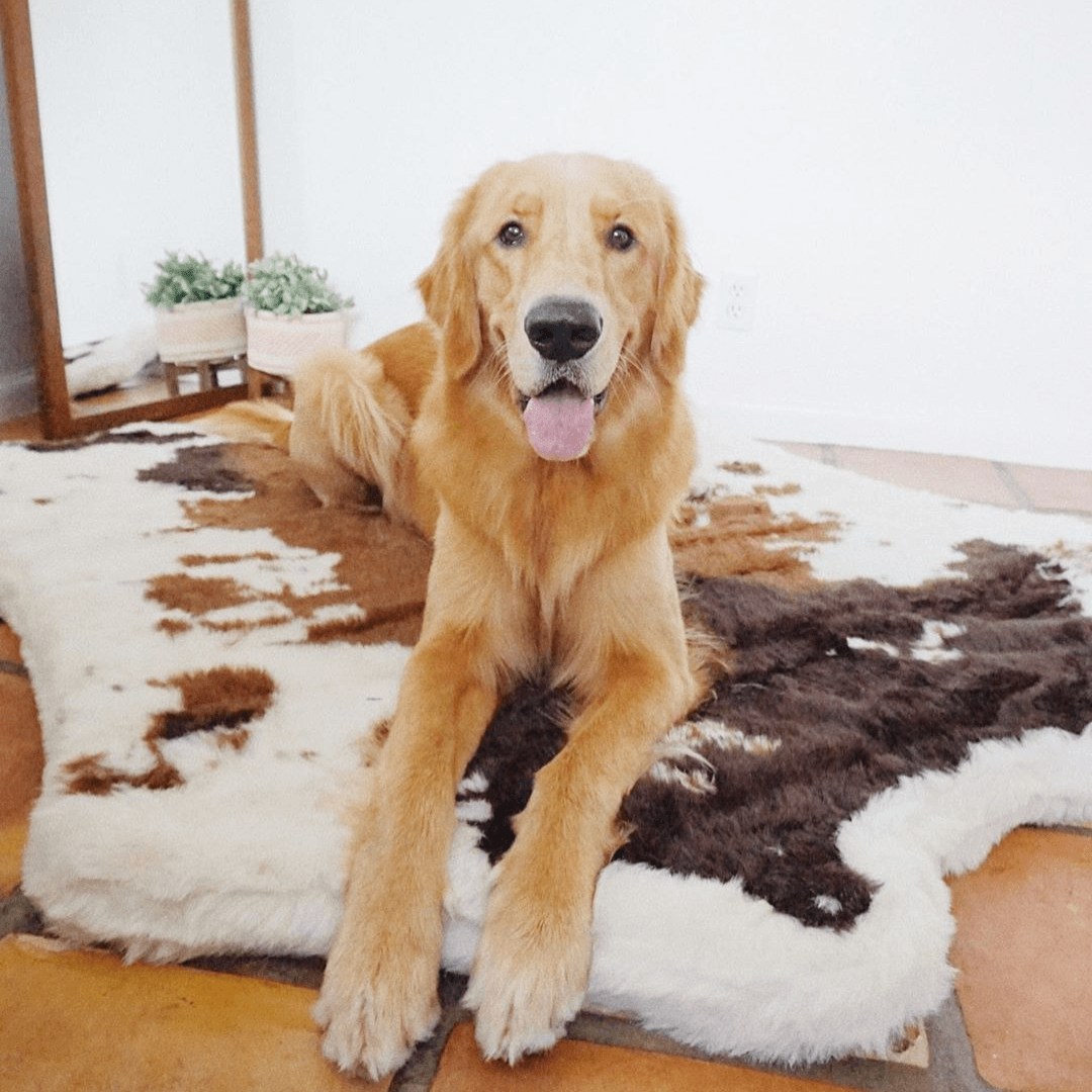 Faux Cowhide Memory Foam Dog Bed product image 10
