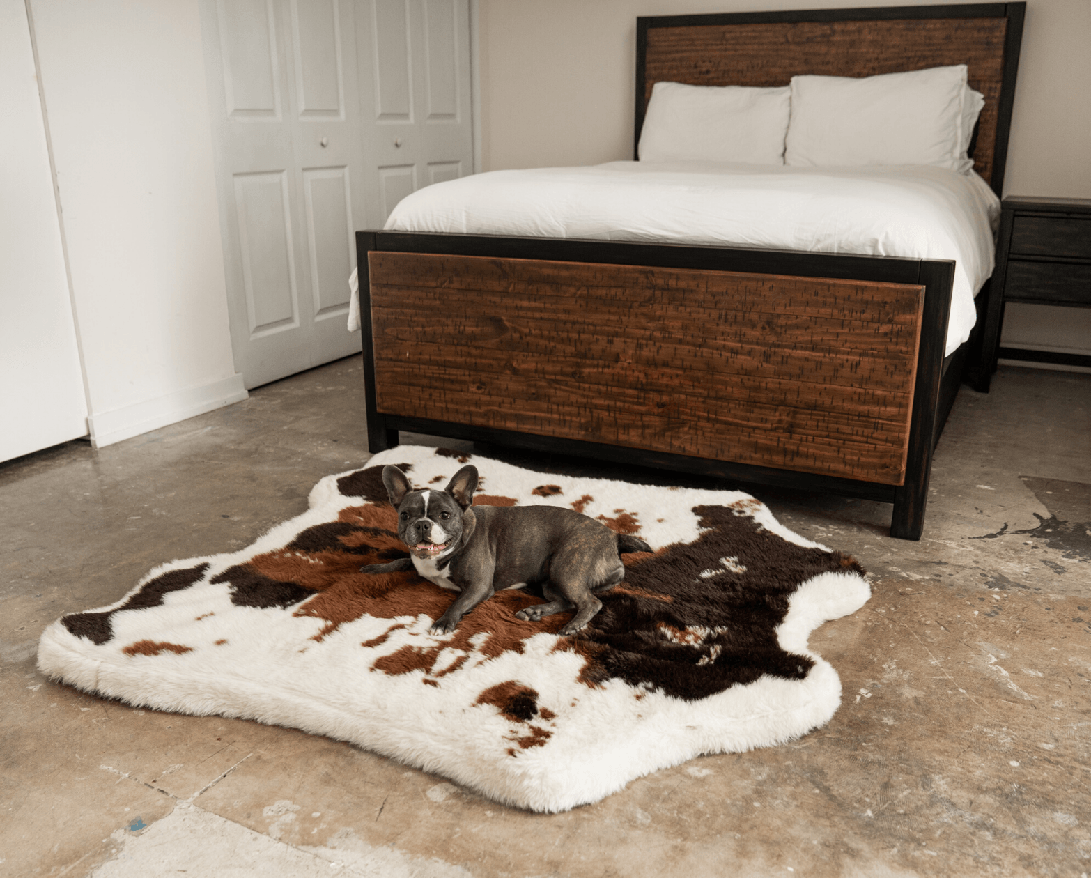 French Bulldog on Brown Faux Cowhide