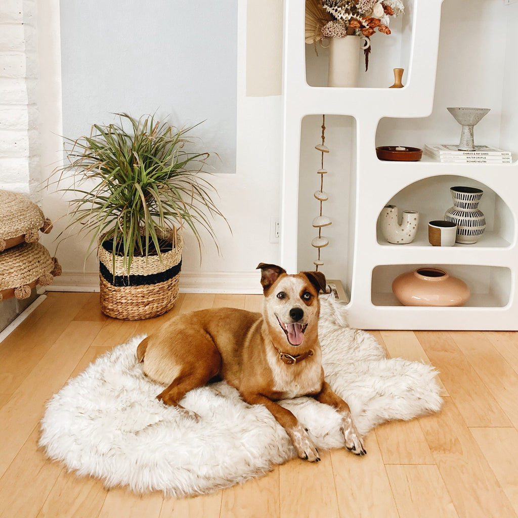Orthopedic Dog Bed, Medium (40" L x 25" W)
