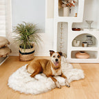 Orthopedic Dog Bed, Medium (40" L x 25" W)