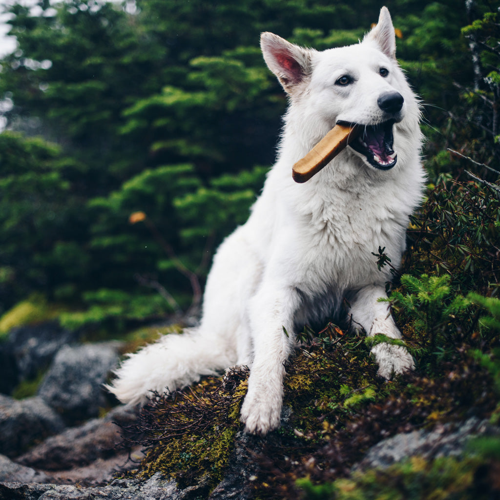 Dog Chews product image 4