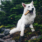Dog Chews product image 4