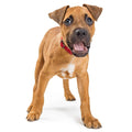 Dog Ball Toy product image 1