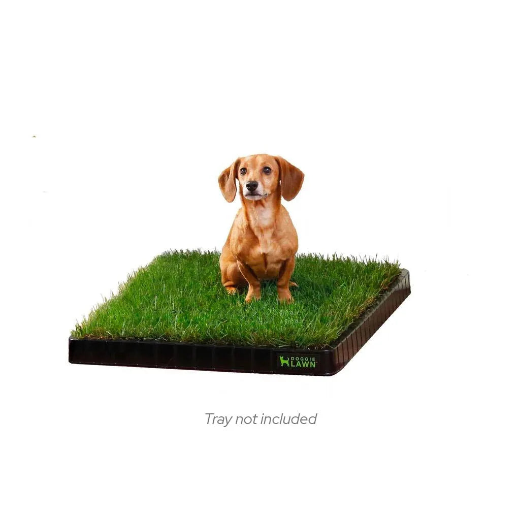 Real Grass Dog Potty Pad, Standard DoggieLawn