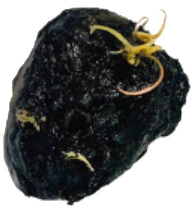 Live Tiger Lotus Aquarium Bulb product image 11