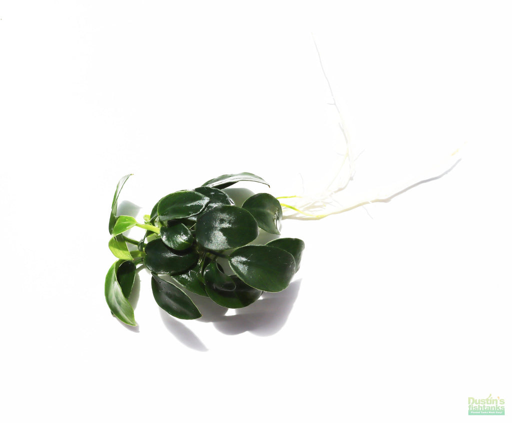 Live Anubias Nana Petite Aquarium Plant product image 20