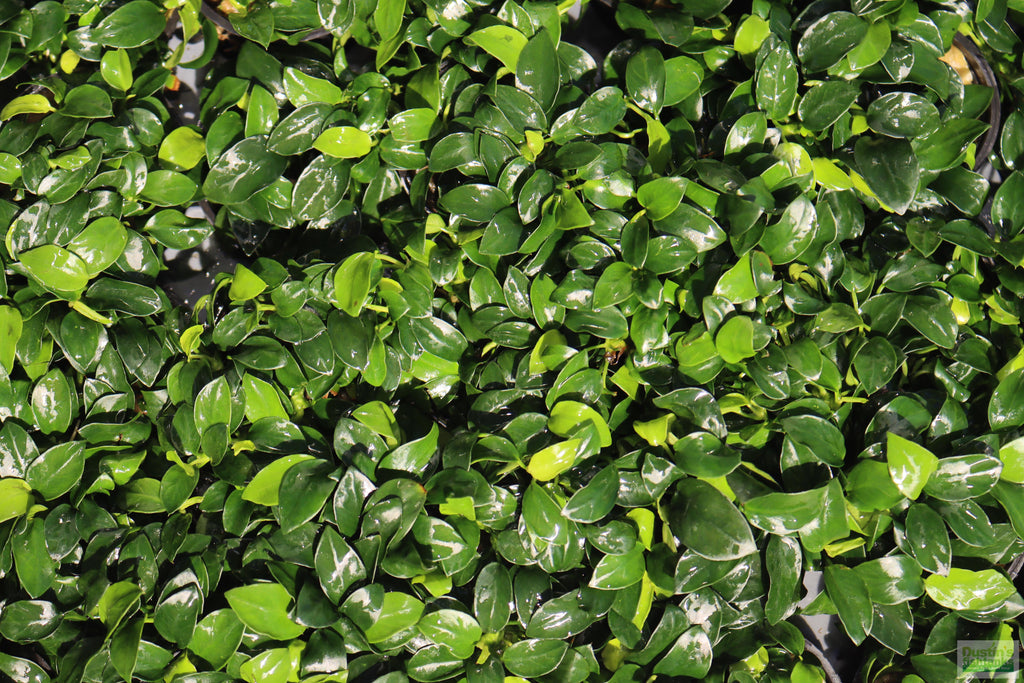 Live Anubias Nana Petite Aquarium Plant product image 28