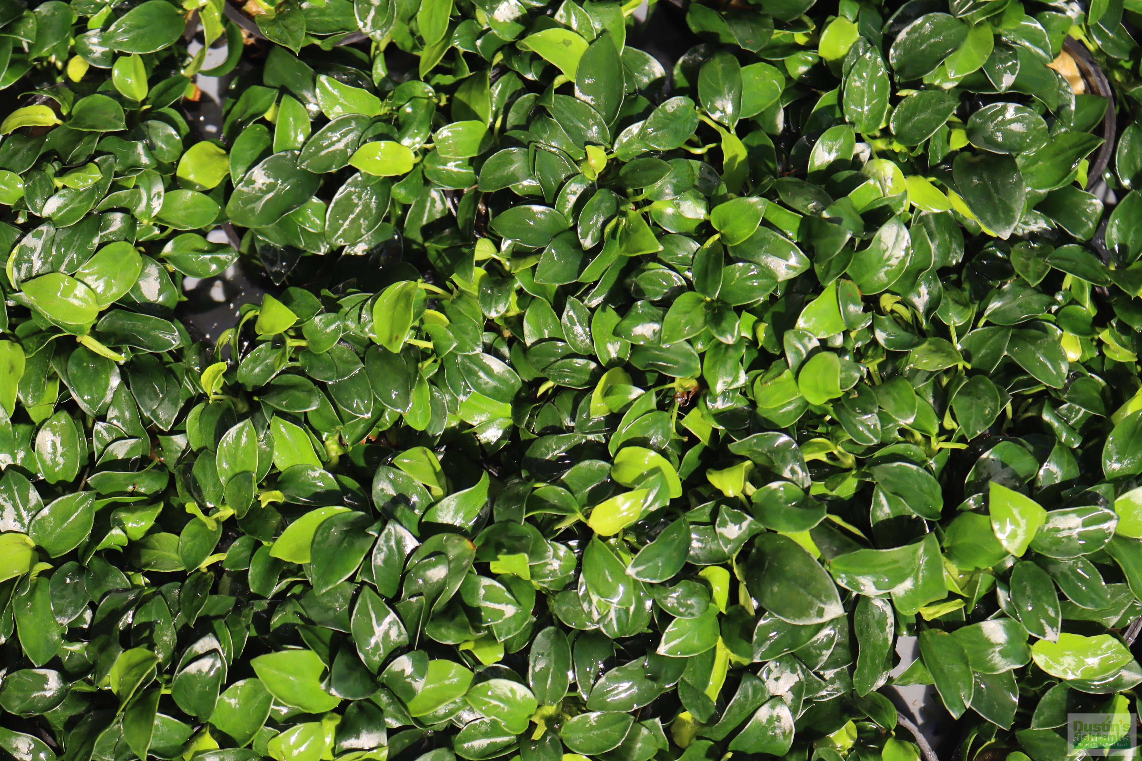Live Anubias Nana Petite Aquarium Plant product image 28