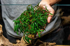 Live Bucephalandra Starter Pack product image 9