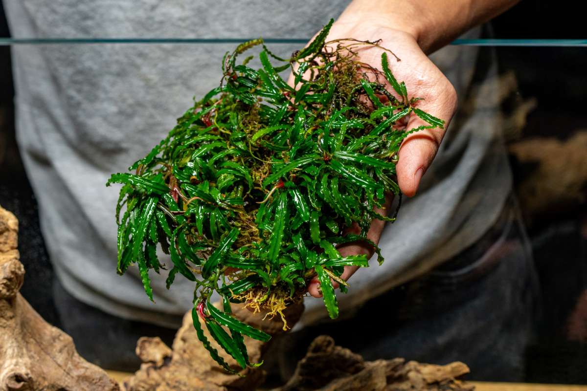 Live Bucephalandra Starter Pack product image 9