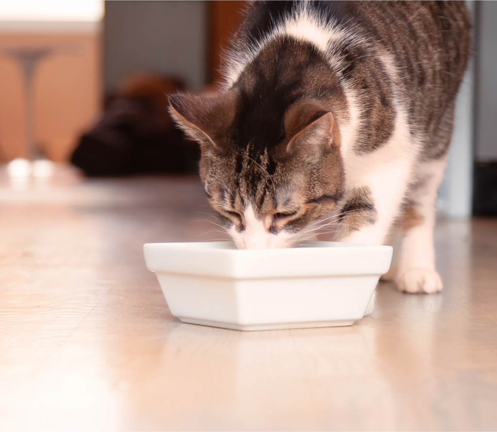 Wet Cat Food product image 5