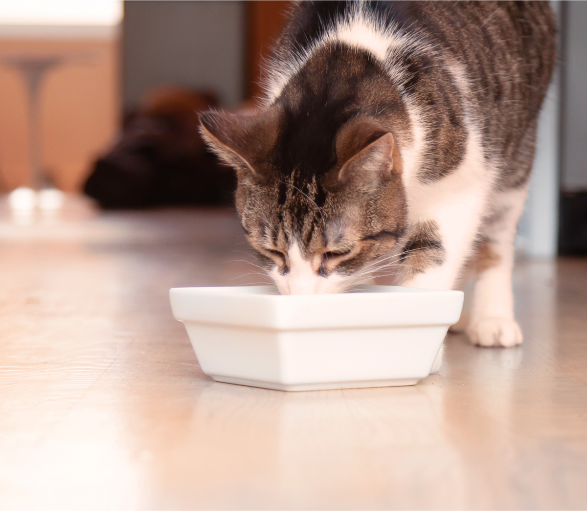 Wet Cat Food product image 5