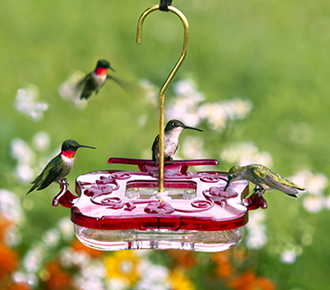 Hummingbird Feeder product image 1