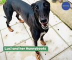 Greyhound and Whippet Dog Boots product image 13