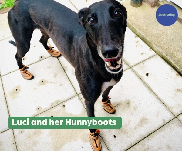 Greyhound and Whippet Dog Boots product image 13