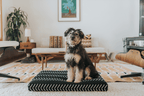 Dog Bed Cover product image 4