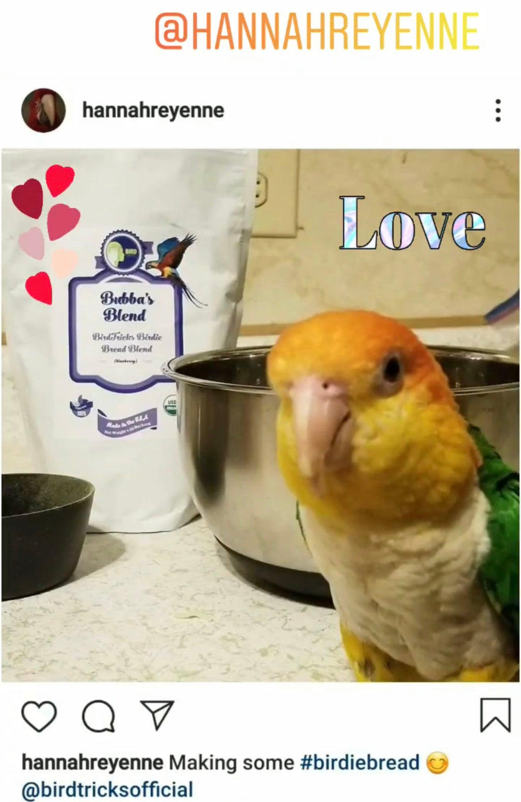 Parrot Birdie Bread Mix Bundle product image 26