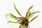 Cryptocoryne Aquarium Plant Pack product image 16