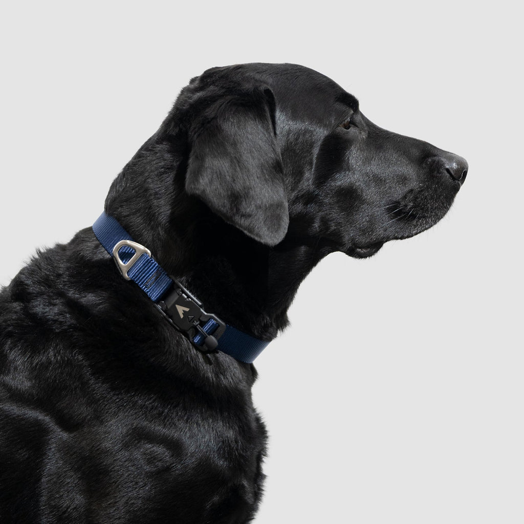 Adjustable Lightweight Dog Collar product image 8