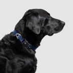 Adjustable Lightweight Dog Collar product image 8