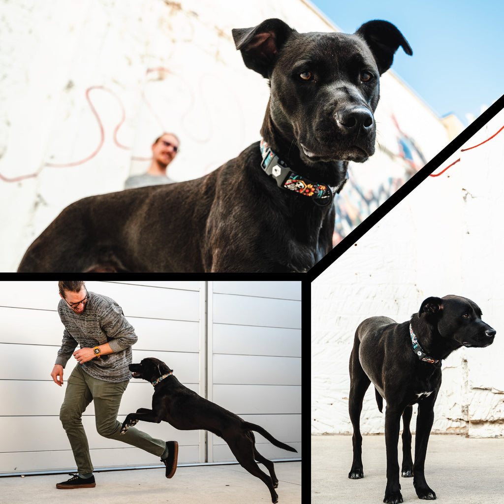 Dog Leash product image 6