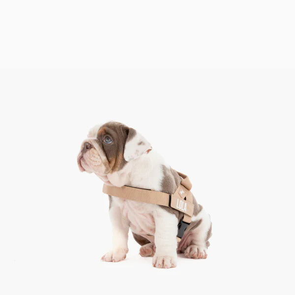 Adjustable Grab-Handle Dog Harness product image 62