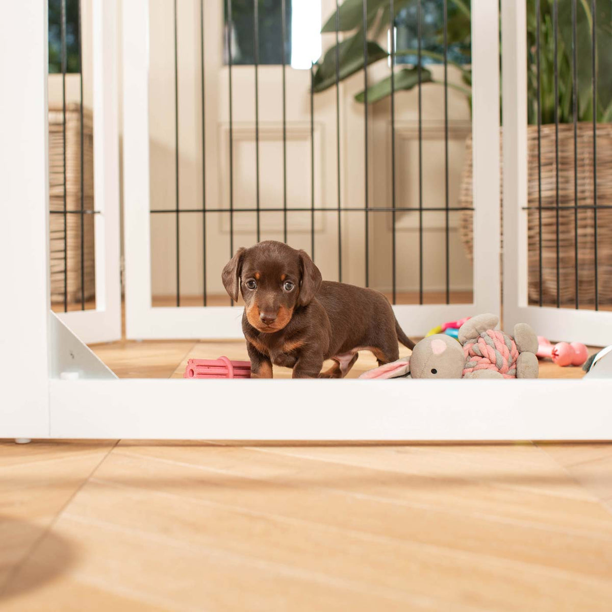 Dog Gates & Pens product image 3