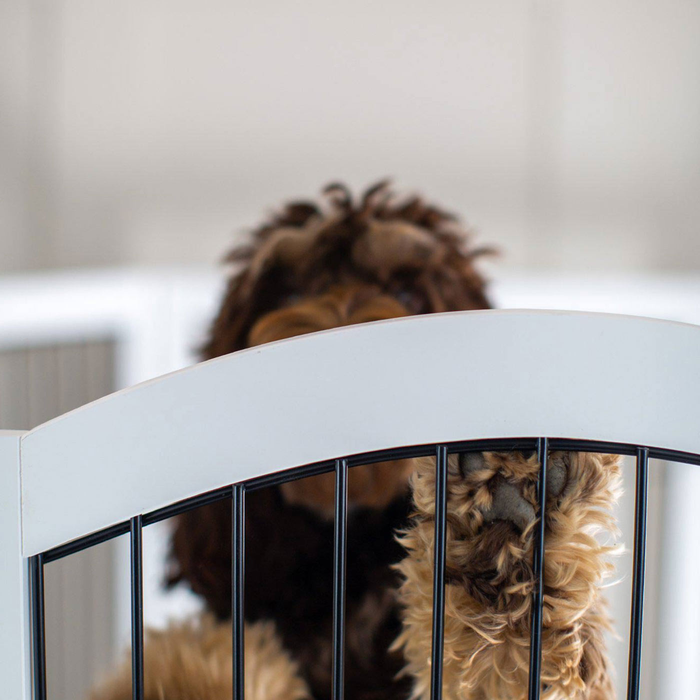 Dog Gates & Pens product image 9