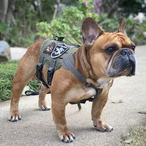 Tactical Dog Harness product image 6