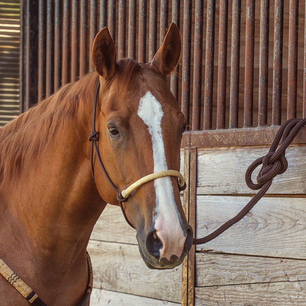 Rope Halter product image 3