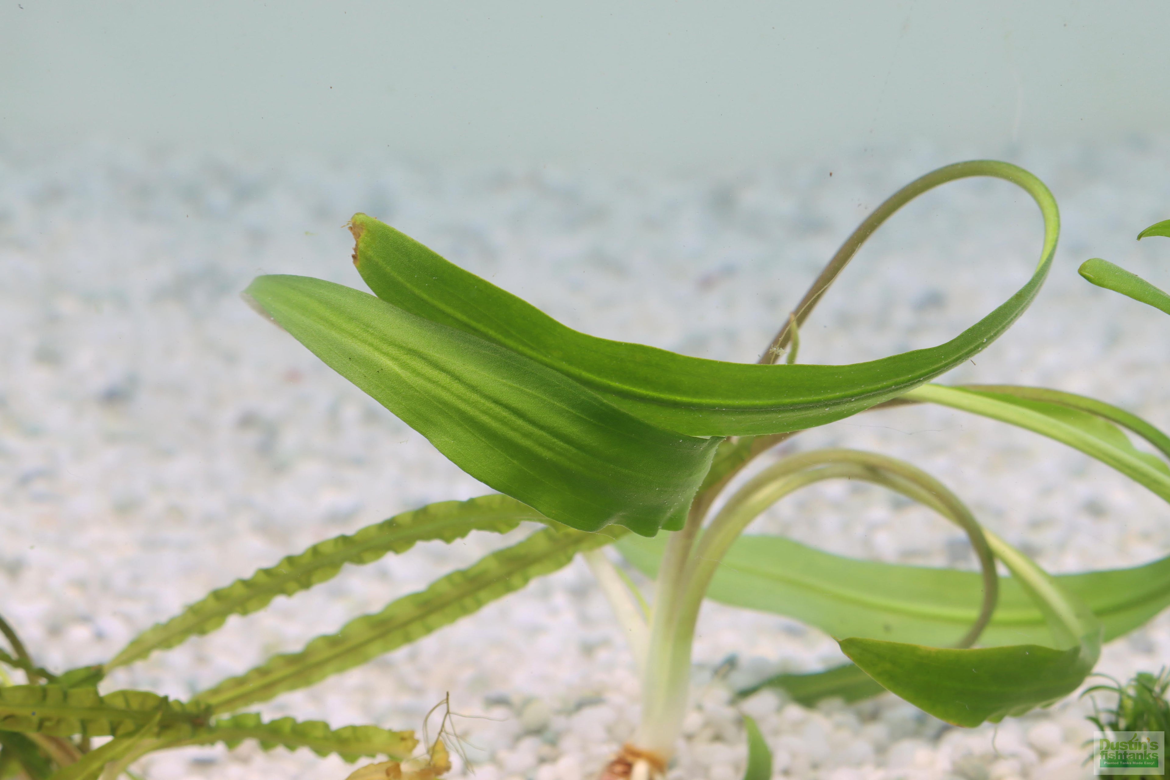 Cryptocoryne Aquarium Plant Pack product image 7