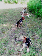 Dog Stakeout System product image 2