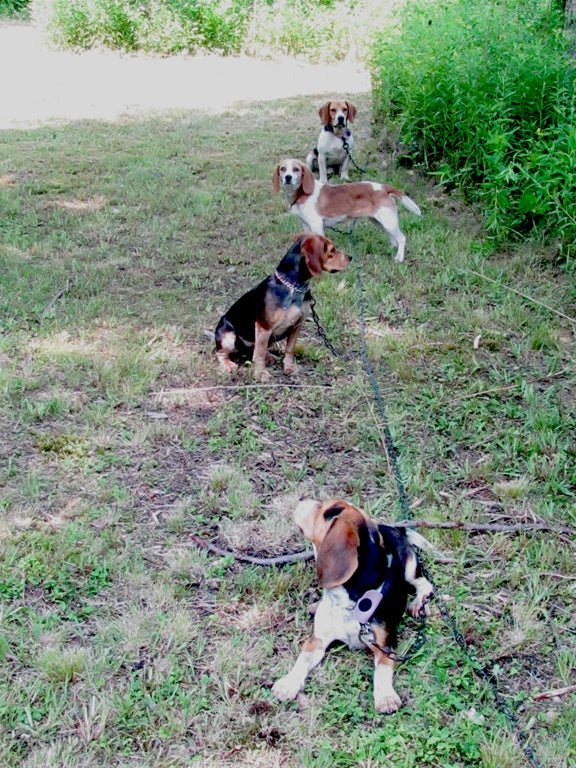 Dog Stakeout System product image 2