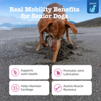 Dog Joint Supplement product image 2