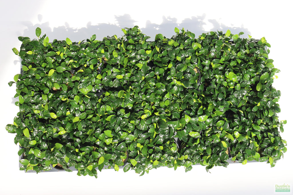 Live Anubias Nana Petite Aquarium Plant product image 37