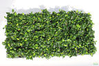 Live Anubias Nana Petite Aquarium Plant product image 37