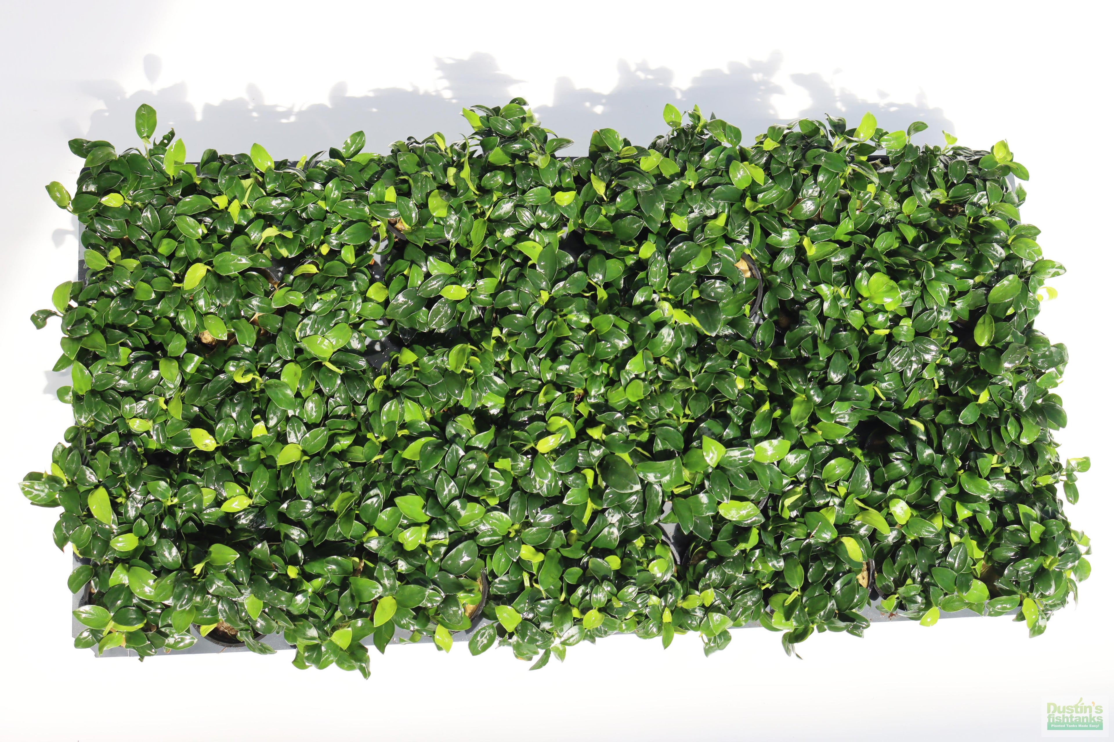 Live Anubias Nana Petite Aquarium Plant product image 37