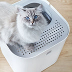 Modkat with pretty cat on top