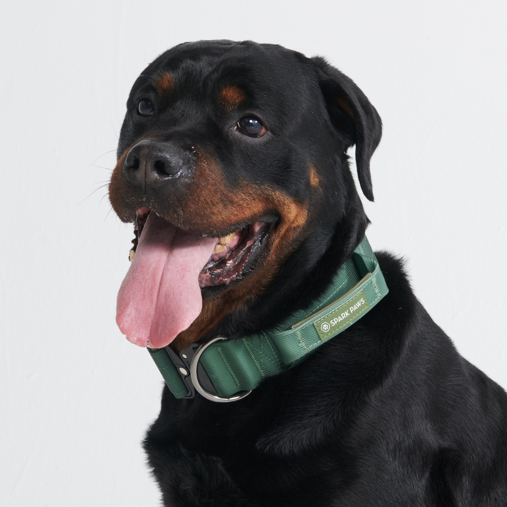 Control-Handle Dog Collar product image 6