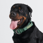 Control-Handle Dog Collar product image 6