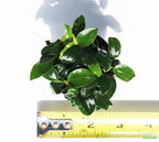 Live Anubias Nana Petite Aquarium Plant product image 49