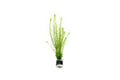 Aquatic Stem Plant product image 1