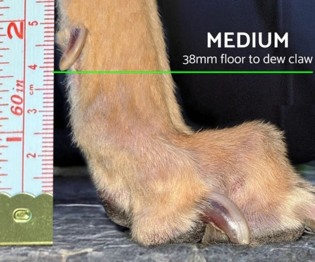 Greyhound and Whippet Dog Boots product image 9