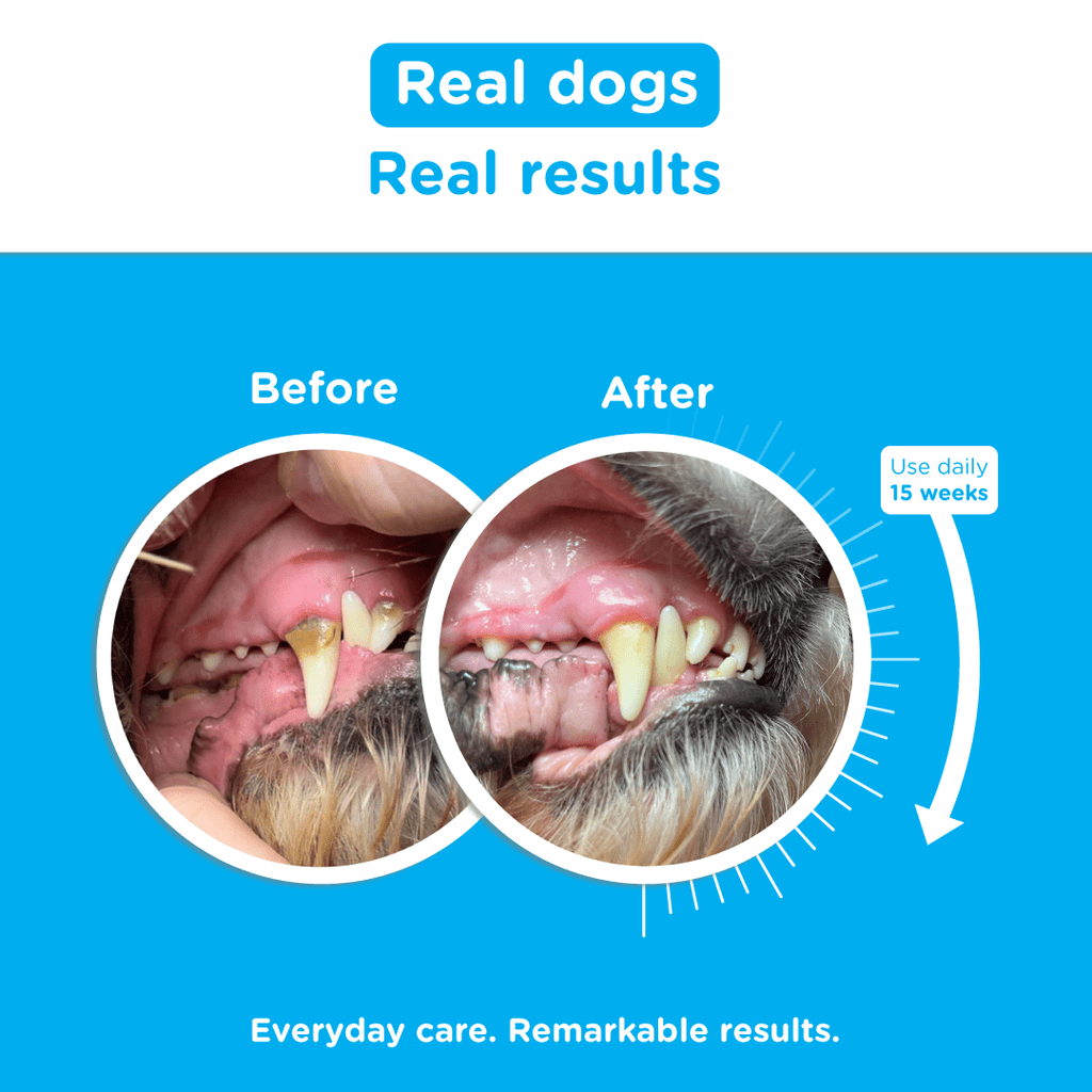 Before-and-after comparison showing improved teeth and gums after 15 weeks of daily Canident use.