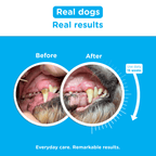 Before-and-after comparison showing improved teeth and gums after 15 weeks of daily Canident use.